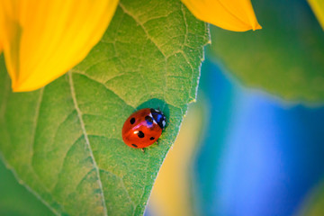 ladybug on sunflower