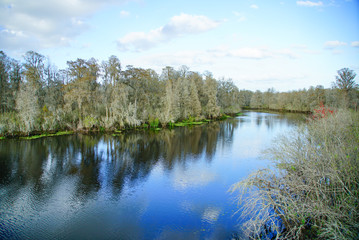 Fototapeta na wymiar Beautiful Florida swamp winter landscape 