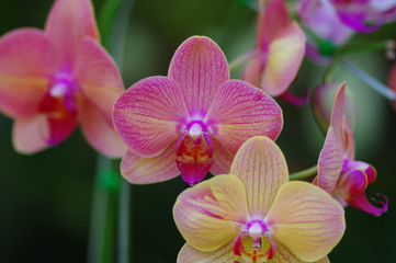 Pastel colors of orchid blossoms