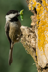 Black-capped Chickadee (Poecile atricapillus) entering a nesting cavity with a green catepillar.