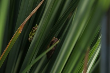 grass frogs