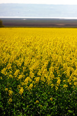 yellow field of oilseed rape