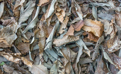 dry leaves background