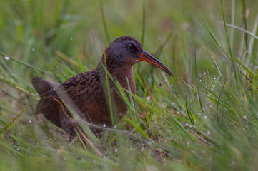 Virginia Rail (Rallus limicola) and dew.