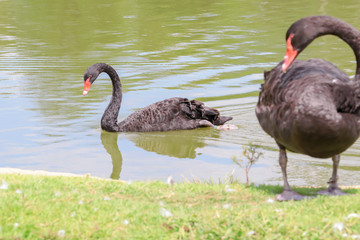 Black swan is swiming on a pond