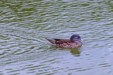 Close up of teal in the pool