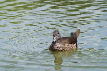 Close up of teal in the pool
