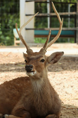 Close up head of spotted deer sitting on the floor