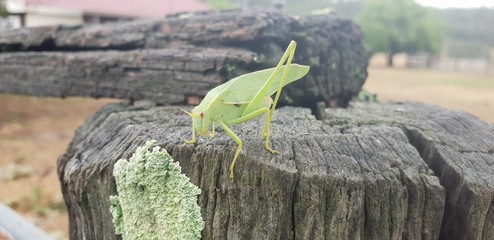 lizard on rock