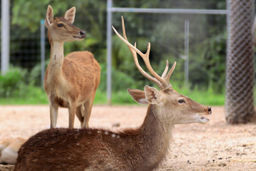 Close up head of spotted deer standing on the floor