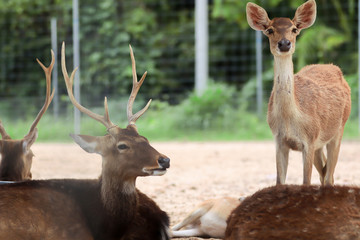 Close up head of young spotted deer is standing