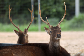 Close up head of spotted deer sitting on the floor