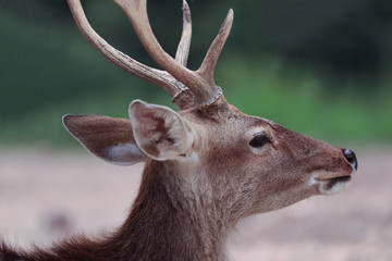 Close up head of spotted deer is looking