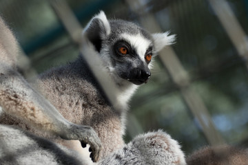 Obraz premium lemur