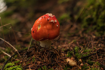 Forest mushroom