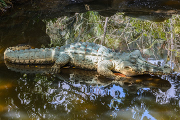 The figurine of a alligator in the tropical forest in Yanoda Park,  Sanya city. Hainan island, China.