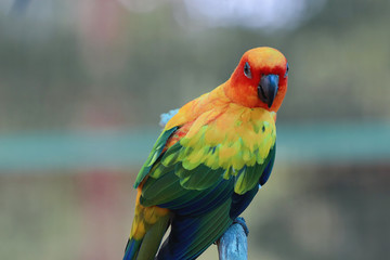 Sun Conure parrot bird on the branch