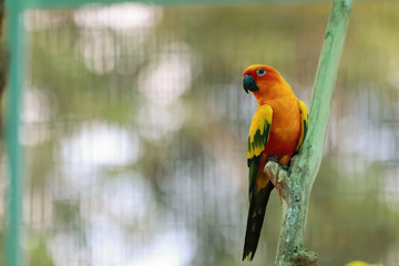 Sun Conure parrot bird on the branch