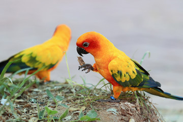 Sun Conure parrot bird on the floor