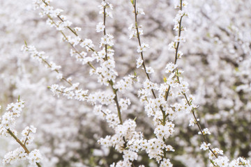 blurred background white cherry blossoms on a spring tree