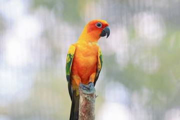 Sun Conure parrot bird on the branch