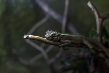 sleepy lizard