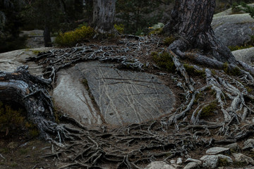 Fototapeta na wymiar Tree roots in framce