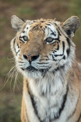 tiger close up
