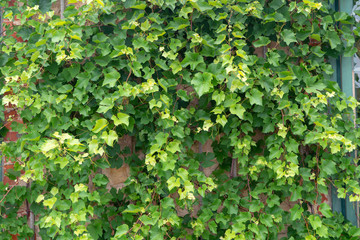 background green branches of unripe grapes