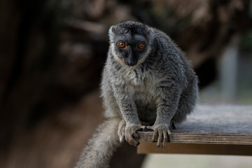 grey lemur