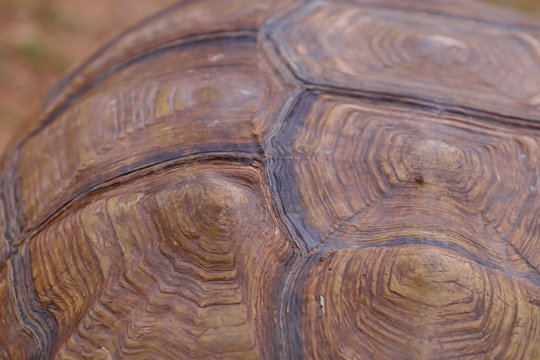 Close up of turtle shell pattern and background