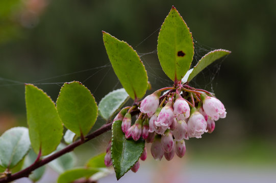 Flowering Evergreen Huckleberry (Vaccinium ovatum). Washington State, USA
