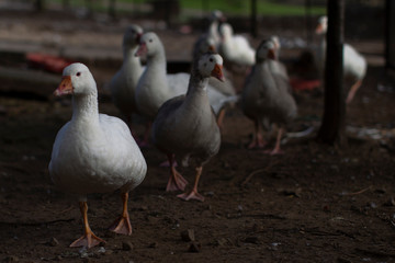 Geese 