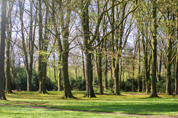 Fototapeta na wymiar park with green trees in spring