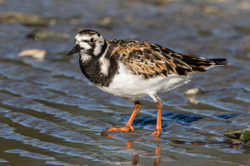 Ruddy Turnstone (Arenaria interpres) feeding in mudflats. Bottle Beach State Park, Washington.