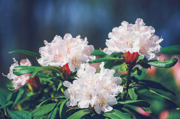 flowering rhododendrons in spring blurred