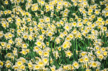 spring background blooming yellow daffodils