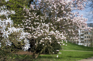 magnolia flowers in spring blurred