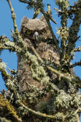 Surprised! - Fledgling Great Horned Owl (Bubo virginianus) camouflaged in a lichen covered tree looking surprised.