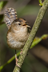 Marsh Wren (Cistothorus palustris). Finley National Wildlife Refuge, Oregon.