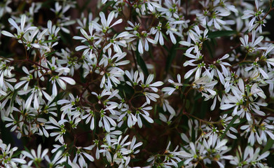 Background of the white leaves