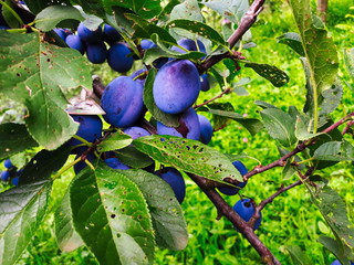plums on a branch