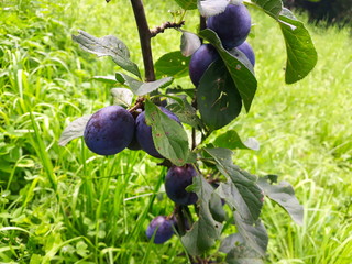 plums on a tree