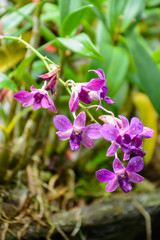 The various vegetation, flowers and trees in the tropical forest in Yanoda Park,  Sanya city. Hainan, China.