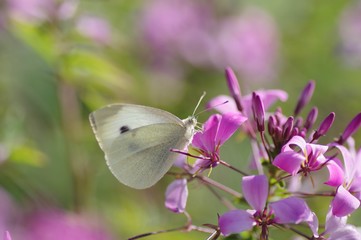 A white butterfly on blossom