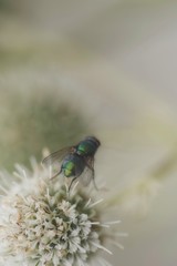 A fly on a flower