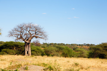 Tarangire National Park panorama, Tanzania, Africa