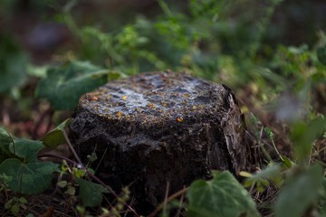 Tree stump