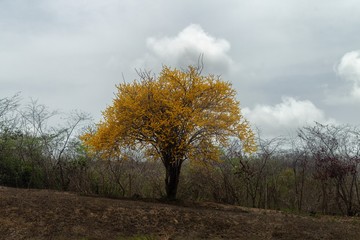 Fototapeta na wymiar Yellow tree with a cloudy background