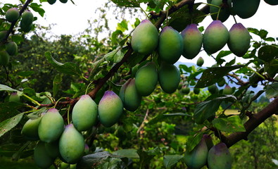 branch of green plums